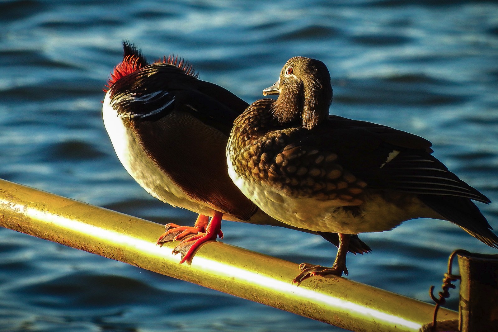 LOL电竞平台 -leff怎么输入